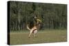 Belgian Shepherd Dog, Catching Fisbee-null-Stretched Canvas