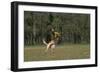 Belgian Shepherd Dog, Catching Fisbee-null-Framed Photographic Print