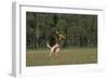 Belgian Shepherd Dog, Catching Fisbee-null-Framed Photographic Print