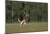 Belgian Shepherd Dog, Catching Fisbee-null-Mounted Photographic Print