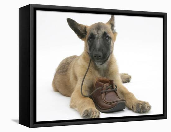 Belgian Shepherd Dog Puppy, Antar, 10 Weeks, Chewing a Child's Shoe-Mark Taylor-Framed Stretched Canvas