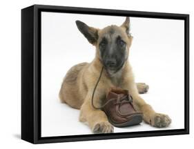 Belgian Shepherd Dog Puppy, Antar, 10 Weeks, Chewing a Child's Shoe-Mark Taylor-Framed Stretched Canvas