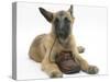 Belgian Shepherd Dog Puppy, Antar, 10 Weeks, Chewing a Child's Shoe-Mark Taylor-Stretched Canvas