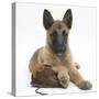 Belgian Shepherd Dog Puppy, Antar, 10 Weeks, Chewing a Child's Shoe-Mark Taylor-Stretched Canvas