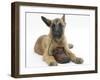 Belgian Shepherd Dog Puppy, Antar, 10 Weeks, Chewing a Child's Shoe-Mark Taylor-Framed Photographic Print