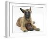 Belgian Shepherd Dog Puppy, Antar, 10 Weeks, Chewing a Child's Shoe-Mark Taylor-Framed Photographic Print