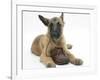 Belgian Shepherd Dog Puppy, Antar, 10 Weeks, Chewing a Child's Shoe-Mark Taylor-Framed Photographic Print