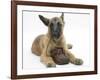 Belgian Shepherd Dog Puppy, Antar, 10 Weeks, Chewing a Child's Shoe-Mark Taylor-Framed Photographic Print