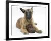 Belgian Shepherd Dog Puppy, Antar, 10 Weeks, Chewing a Child's Shoe-Mark Taylor-Framed Photographic Print