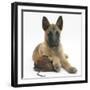 Belgian Shepherd Dog Puppy, Antar, 10 Weeks, Chewing a Child's Shoe-Mark Taylor-Framed Photographic Print