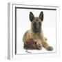 Belgian Shepherd Dog Puppy, Antar, 10 Weeks, Chewing a Child's Shoe-Mark Taylor-Framed Photographic Print