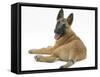 Belgian Shepherd Dog Puppy, Antar, 10 Weeks, Looking Backwards over Shoulder-Mark Taylor-Framed Stretched Canvas