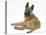 Belgian Shepherd Dog Puppy, Antar, 10 Weeks, Looking Backwards over Shoulder-Mark Taylor-Stretched Canvas
