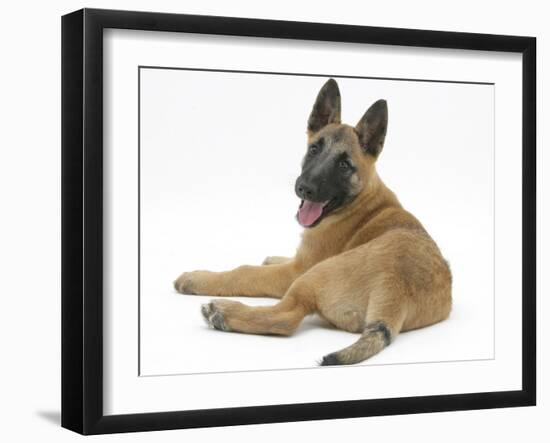 Belgian Shepherd Dog Puppy, Antar, 10 Weeks, Looking Backwards over Shoulder-Mark Taylor-Framed Photographic Print