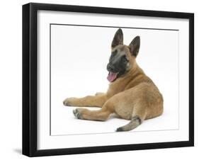 Belgian Shepherd Dog Puppy, Antar, 10 Weeks, Looking Backwards over Shoulder-Mark Taylor-Framed Photographic Print