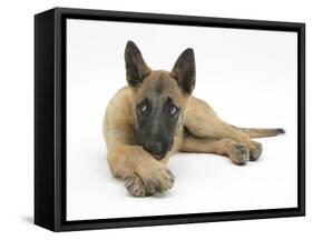 Belgian Shepherd Dog Puppy, Antar, 10 Weeks, Lying with Chin on Crossed Paws-Mark Taylor-Framed Stretched Canvas