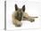 Belgian Shepherd Dog Puppy, Antar, 10 Weeks, Lying with Chin on Crossed Paws-Mark Taylor-Stretched Canvas