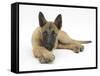 Belgian Shepherd Dog Puppy, Antar, 10 Weeks, Lying with Chin on Crossed Paws-Mark Taylor-Framed Stretched Canvas