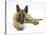 Belgian Shepherd Dog Puppy, Antar, 10 Weeks, Lying with Chin on Crossed Paws-Mark Taylor-Stretched Canvas