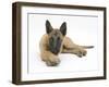 Belgian Shepherd Dog Puppy, Antar, 10 Weeks, Lying with Chin on Crossed Paws-Mark Taylor-Framed Premium Photographic Print