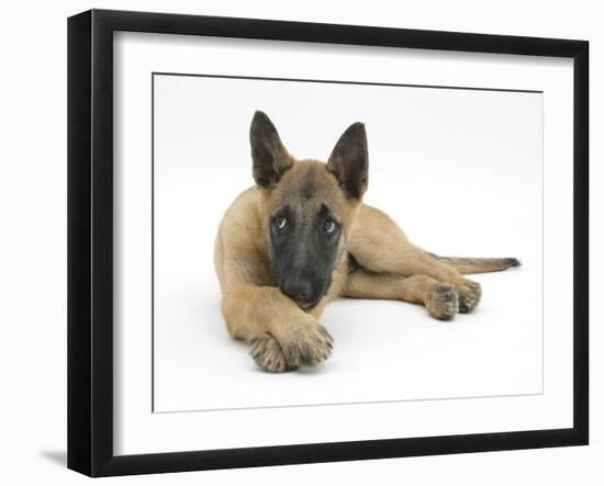 Belgian Shepherd Dog Puppy, Antar, 10 Weeks, Lying with Chin on Crossed Paws-Mark Taylor-Framed Premium Photographic Print