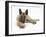 Belgian Shepherd Dog Puppy, Antar, 10 Weeks, Lying with Chin on Crossed Paws-Mark Taylor-Framed Premium Photographic Print