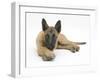 Belgian Shepherd Dog Puppy, Antar, 10 Weeks, Lying with Chin on Crossed Paws-Mark Taylor-Framed Premium Photographic Print