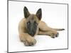 Belgian Shepherd Dog Puppy, Antar, 10 Weeks, Lying with Chin on Crossed Paws-Mark Taylor-Mounted Premium Photographic Print