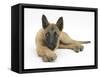 Belgian Shepherd Dog Puppy, Antar, 10 Weeks, Lying with Chin on Crossed Paws-Mark Taylor-Framed Stretched Canvas