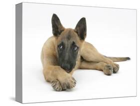Belgian Shepherd Dog Puppy, Antar, 10 Weeks, Lying with Chin on Crossed Paws-Mark Taylor-Stretched Canvas