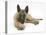 Belgian Shepherd Dog Puppy, Antar, 10 Weeks, Lying with Chin on Crossed Paws-Mark Taylor-Stretched Canvas