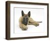 Belgian Shepherd Dog Puppy, Antar, 10 Weeks, Lying with Chin on Crossed Paws-Mark Taylor-Framed Photographic Print
