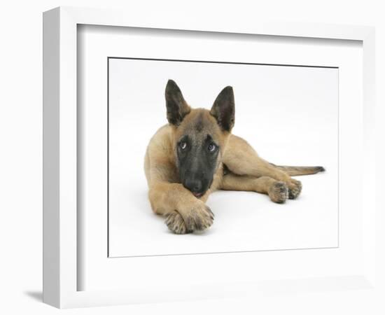 Belgian Shepherd Dog Puppy, Antar, 10 Weeks, Lying with Chin on Crossed Paws-Mark Taylor-Framed Photographic Print