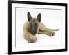 Belgian Shepherd Dog Puppy, Antar, 10 Weeks, Lying with Chin on Crossed Paws-Mark Taylor-Framed Photographic Print