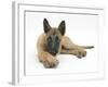 Belgian Shepherd Dog Puppy, Antar, 10 Weeks, Lying with Chin on Crossed Paws-Mark Taylor-Framed Photographic Print