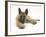 Belgian Shepherd Dog Puppy, Antar, 10 Weeks, Lying with Chin on Crossed Paws-Mark Taylor-Framed Photographic Print