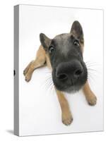 Belgian Shepherd Dog Puppy, Antar, 10 Weeks, Lying with Head Raised-Mark Taylor-Stretched Canvas