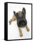 Belgian Shepherd Dog Puppy, Antar, 10 Weeks, Lying with Head Raised-Mark Taylor-Framed Stretched Canvas