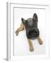 Belgian Shepherd Dog Puppy, Antar, 10 Weeks, Lying with Head Raised-Mark Taylor-Framed Photographic Print