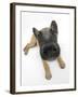 Belgian Shepherd Dog Puppy, Antar, 10 Weeks, Lying with Head Raised-Mark Taylor-Framed Photographic Print