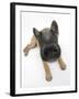 Belgian Shepherd Dog Puppy, Antar, 10 Weeks, Lying with Head Raised-Mark Taylor-Framed Photographic Print