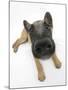 Belgian Shepherd Dog Puppy, Antar, 10 Weeks, Lying with Head Raised-Mark Taylor-Mounted Photographic Print