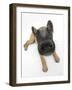 Belgian Shepherd Dog Puppy, Antar, 10 Weeks, Lying with Head Raised-Mark Taylor-Framed Photographic Print