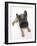 Belgian Shepherd Dog Puppy, Antar, 10 Weeks, Lying with Head Raised-Mark Taylor-Framed Photographic Print