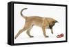 Belgian Shepherd Dog Puppy, Antar, 10 Weeks, Playing with Ragger Toy-Mark Taylor-Framed Stretched Canvas