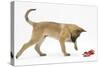 Belgian Shepherd Dog Puppy, Antar, 10 Weeks, Playing with Ragger Toy-Mark Taylor-Stretched Canvas