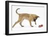 Belgian Shepherd Dog Puppy, Antar, 10 Weeks, Playing with Ragger Toy-Mark Taylor-Framed Photographic Print