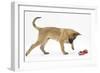 Belgian Shepherd Dog Puppy, Antar, 10 Weeks, Playing with Ragger Toy-Mark Taylor-Framed Photographic Print
