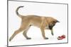 Belgian Shepherd Dog Puppy, Antar, 10 Weeks, Playing with Ragger Toy-Mark Taylor-Mounted Photographic Print