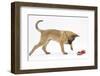 Belgian Shepherd Dog Puppy, Antar, 10 Weeks, Playing with Ragger Toy-Mark Taylor-Framed Photographic Print